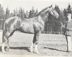 Deckhengst Trento (Schwedisches Warmblut, 1978, von Presto xx)