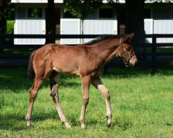 horse Hengst von Carpe Diem xx (Thoroughbred, 2017, from Carpe Diem xx)