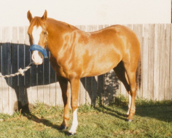 horse Keishir Captain (Arabian, 1981, from Kibir)