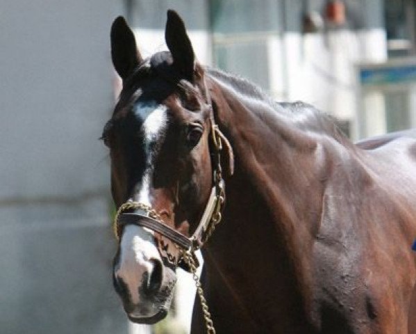 horse Lava Man xx (Thoroughbred, 2001, from Slew City Slew xx)