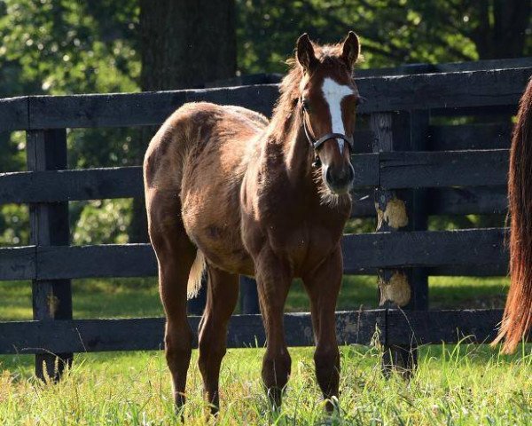 horse Notre Dame xx (Thoroughbred, 2017, from Into Mischief xx)