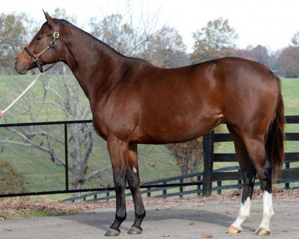 broodmare Cor Cor xx (Thoroughbred, 2010, from Smoke Glacken xx)