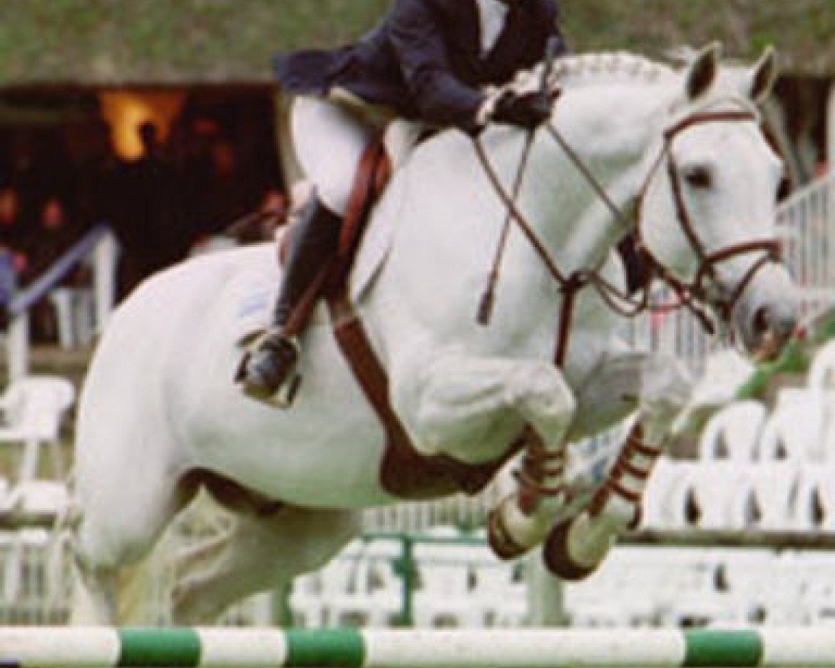 Deckhengst L.B. Outsider (Belgisches Warmblut, 1991, von Brown Boy)