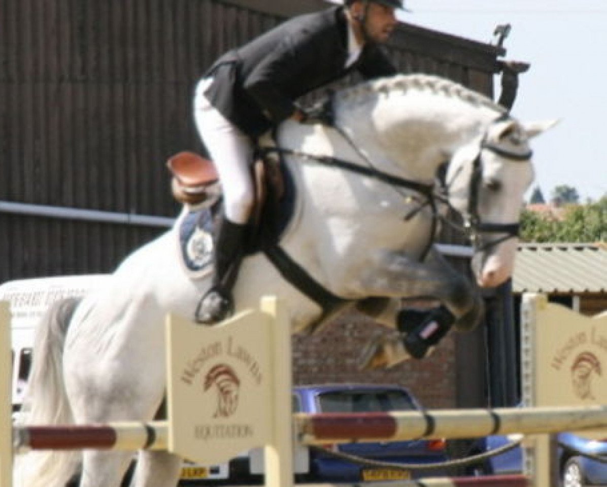 stallion Crusador Tn (Holsteiner, 2003, from Cassini I)