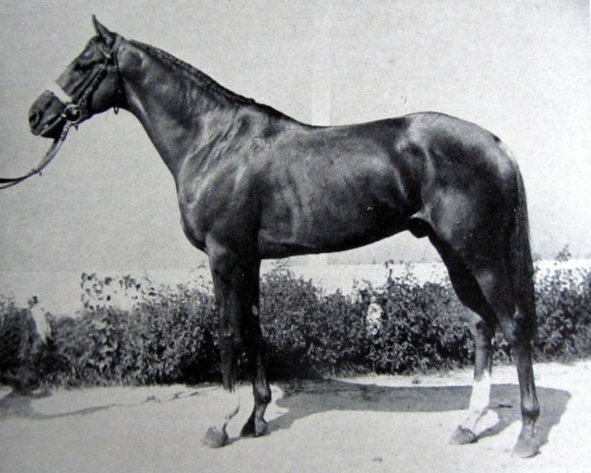 Deckhengst Birum xx (Englisches Vollblut, 1956, von Arbel xx)
