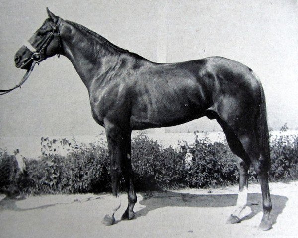stallion Birum xx (Thoroughbred, 1956, from Arbel xx)