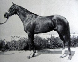 stallion Birum xx (Thoroughbred, 1956, from Arbel xx)