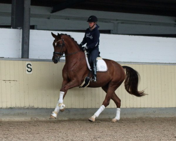 dressage horse Samurai 487 (Westphalian, 2010, from Schumacher)