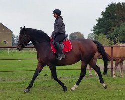 broodmare Destiny (Oldenburg, 2009, from Desperados FRH)