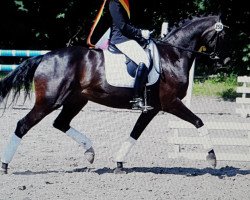 dressage horse Raciana (Oldenburg, 2007, from Rosario 37)