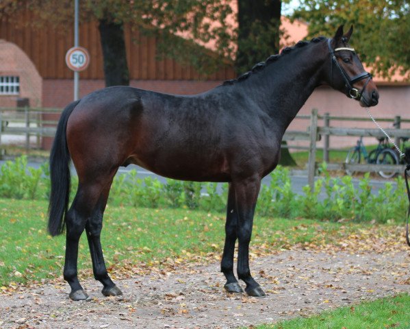 stallion Conetti (Westphalian, 2012, from Conen)