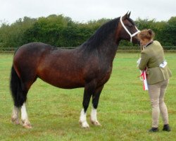 horse Rosinic Lady Danielle (Welsh-Cob (Sek. D), 2005)