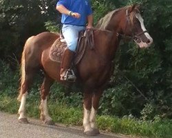 Pferd Bushbach Dai (Welsh-Cob (Sek. D), 2001, von Garnfach Gary)