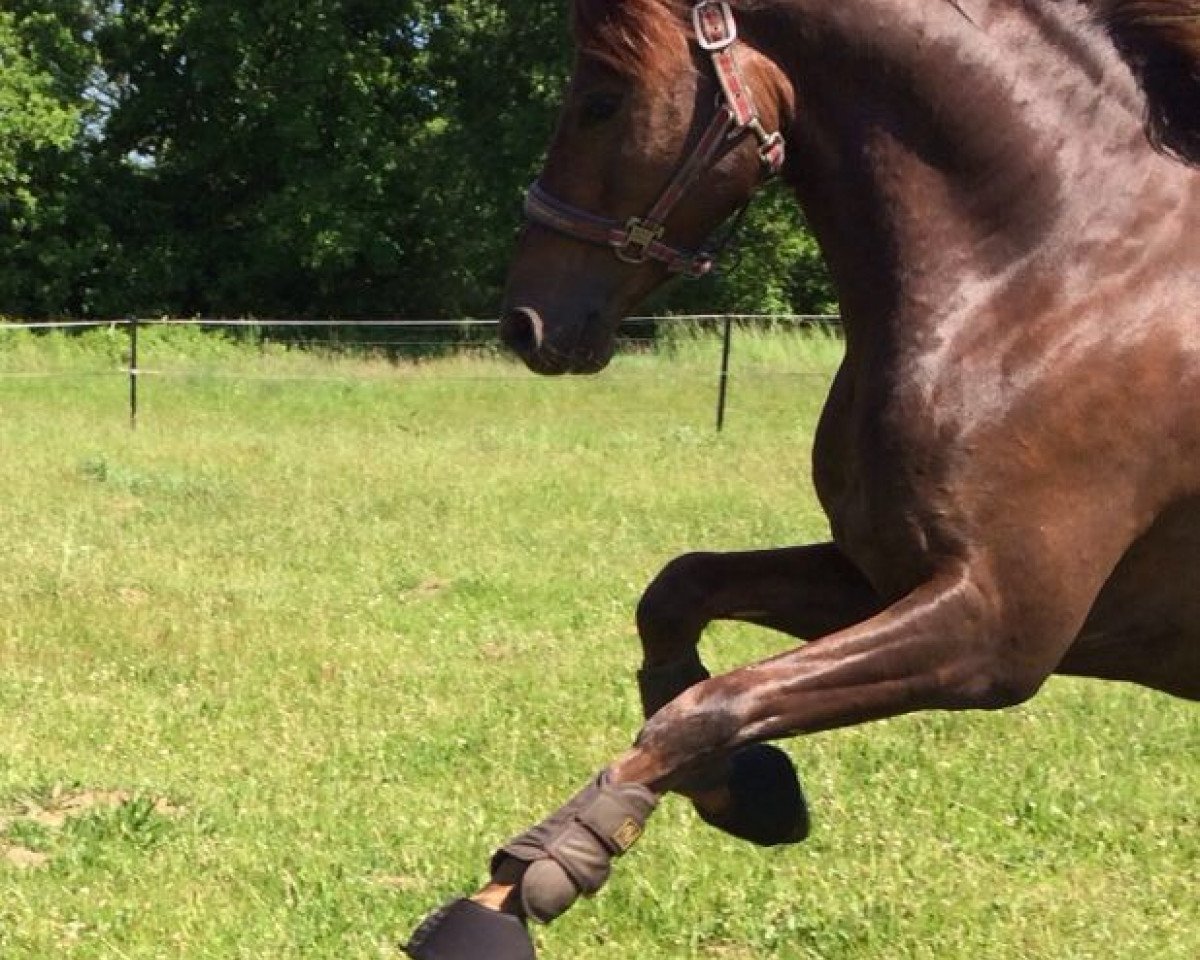 dressage horse Quaterback's As (German Riding Pony, 2008, from Quaterback)