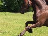 dressage horse Quaterback's As (German Riding Pony, 2008, from Quaterback)