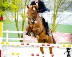 dressage horse Rosemount Quince (Oldenburg, 2011, from Quando-Quando)