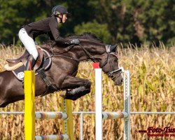 jumper Apollo West (Trakehner, 2004, from Ulexis)