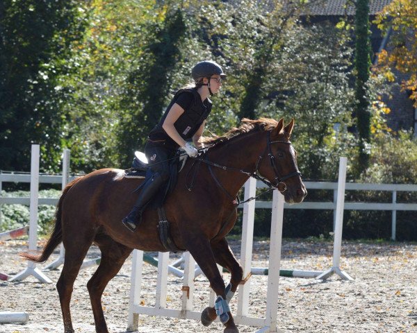 broodmare Forcetta (Trakehner, 2007, from Parforce)