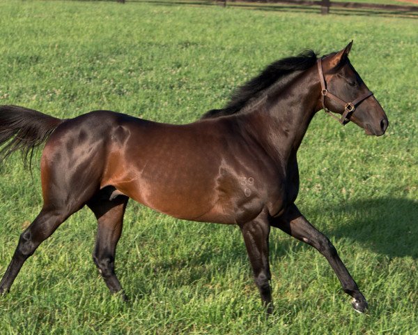 stallion Sidestep xx (Thoroughbred, 2010, from Exceed And Excel xx)