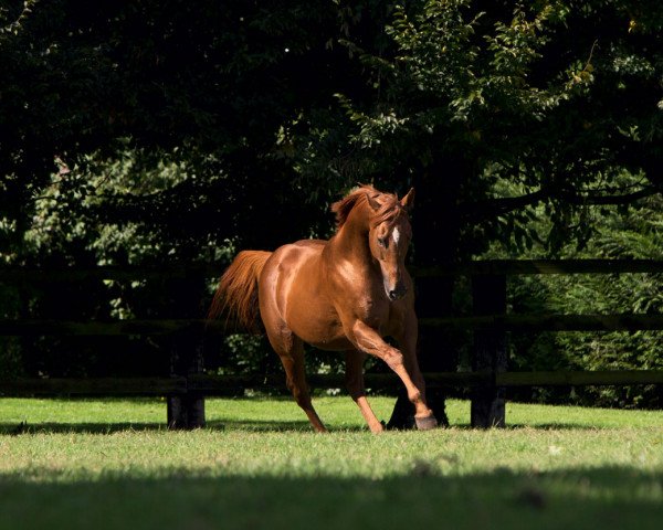 stallion Rio De La Plata xx (Thoroughbred, 2005, from Rahy xx)