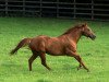 stallion Raven’s Pass xx (Thoroughbred, 2005, from Elusive Quality xx)