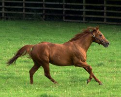 stallion Raven’s Pass xx (Thoroughbred, 2005, from Elusive Quality xx)