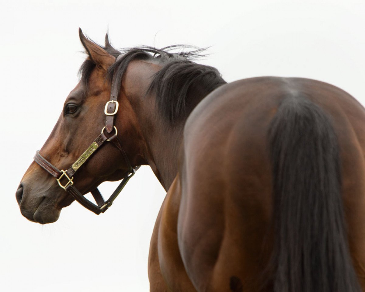stallion Poet's Voice xx (Thoroughbred, 2007, from Dubawi xx)