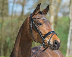 Dressurpferd Die feine Paola RB (Deutsches Reitpony, 2011, von Der feine Lord AT)