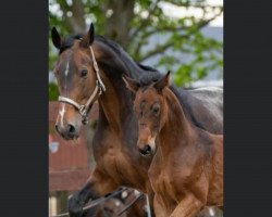 broodmare Abtwald's Feuerfee (German Warmblood, 2010, from Sandro Prinz)