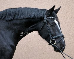 dressage horse TI Showgirl (German Warmblood, 2013, from Susu's Boy)