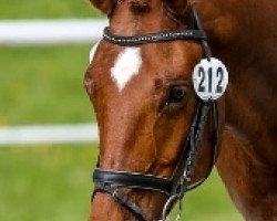 dressage horse Diamant G (Württemberger, 2013, from Demetrius)