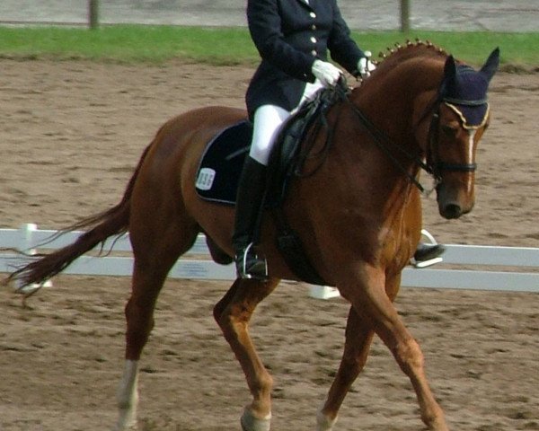 horse Walker 32 (Hanoverian, 1993, from Weltmeyer)