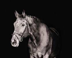 jumper Azzaro 46 (Belgian Warmblood, 2000, from Godwin van ten Bosch)