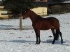 broodmare Candilla (Holsteiner, 1998, from Candillo Z)