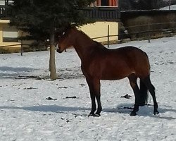 broodmare Candilla (Holsteiner, 1998, from Candillo Z)