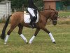 dressage horse Dark Toffee 5 (German Riding Pony, 2012, from Dimension AT NRW)