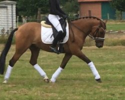 dressage horse Dark Toffee 5 (German Riding Pony, 2012, from Dimension AT NRW)