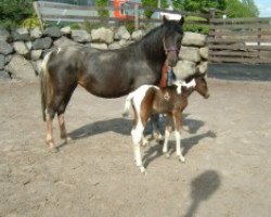 broodmare Samanta (Lewitzer, 2002, from Top Matcho)