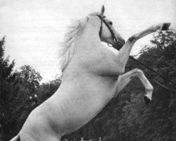 stallion Le Tigre II xx (Thoroughbred, 1950, from Tango xx)