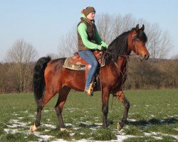 Pferd Fornax (Vollblutaraber, 2014, von Kahil Al Shaqab ox)