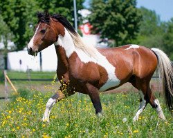 Pferd Gigant S (Lewitzer, 2007, von Graveur)