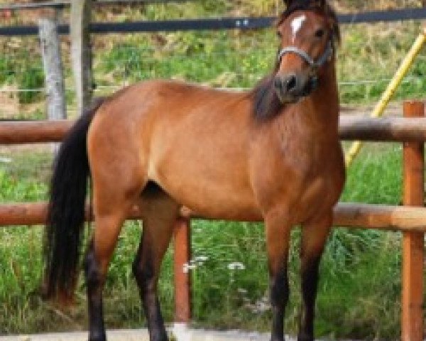 Pferd Piccolina S (Lewitzer, 2006, von Jay-Jay)