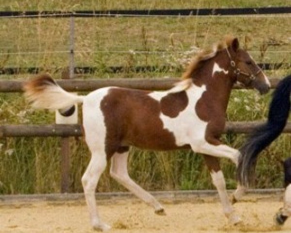 dressage horse Paul S (Lewitzer, 2013, from Percy)