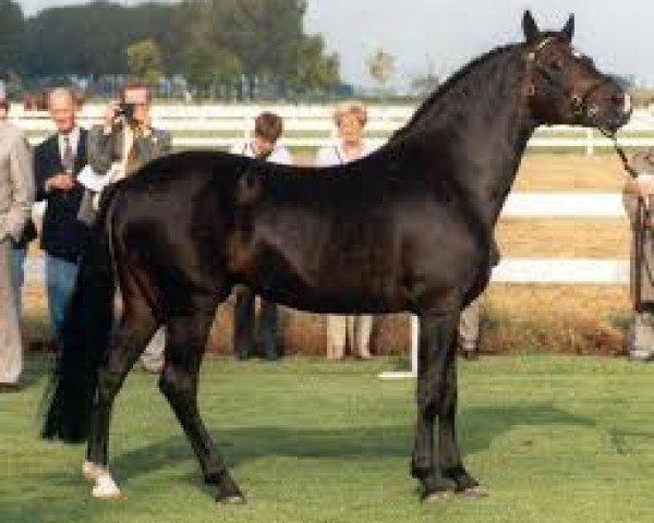 stallion Vernons Vineyard (New Forest Pony, 1978, from Tomatin Golden Gorse)