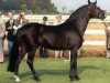 stallion Vernons Vineyard (New Forest Pony, 1978, from Tomatin Golden Gorse)