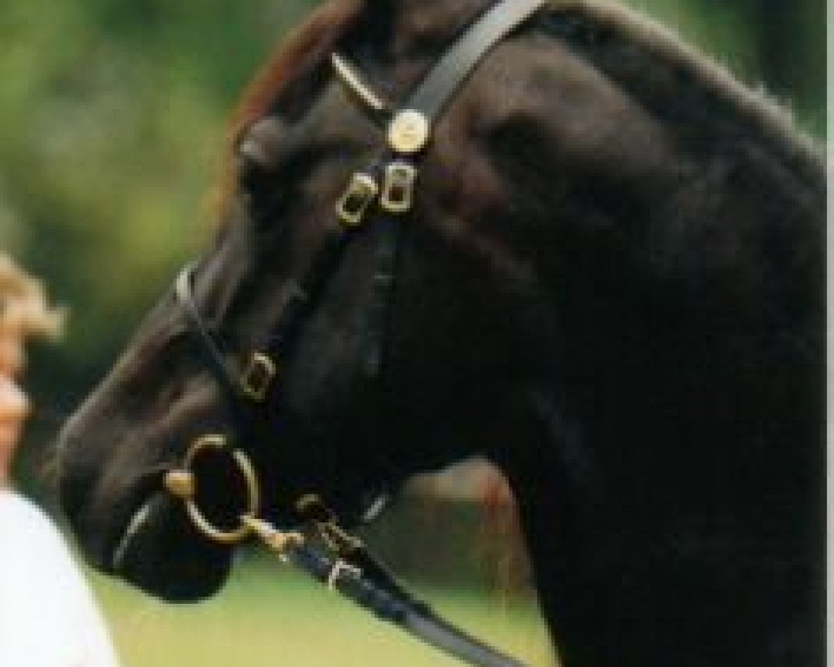 Zuchtstute Glanvyrnwy Surprise (Welsh-Cob (Sek. D), 1988, von Glanvyrnwy Flying King)