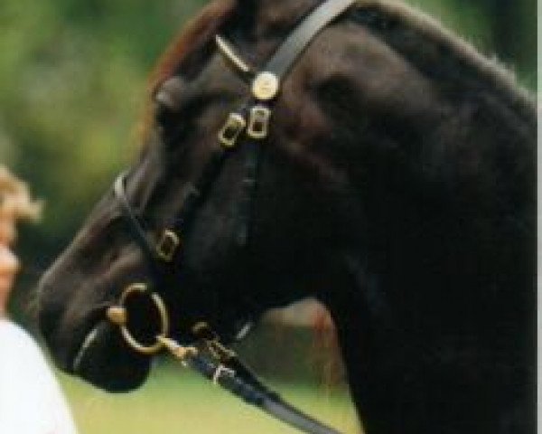 Zuchtstute Glanvyrnwy Surprise (Welsh-Cob (Sek. D), 1988, von Glanvyrnwy Flying King)