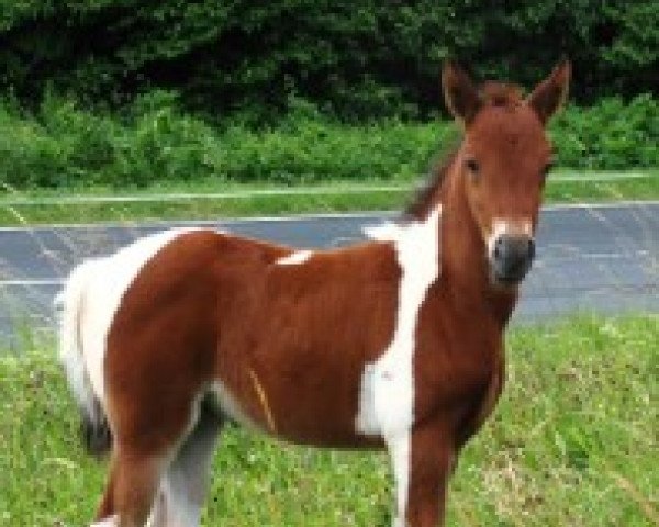 horse Cookie S (Lewitzer, 2008, from Graveur)