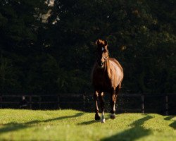 stallion New Approach xx (Thoroughbred, 2005, from Galileo xx)