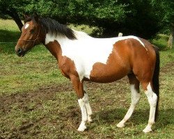 broodmare Candy (Lewitzer, 2000, from Ontario II)